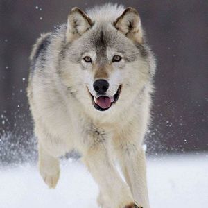 Meet your Posher, Francisco